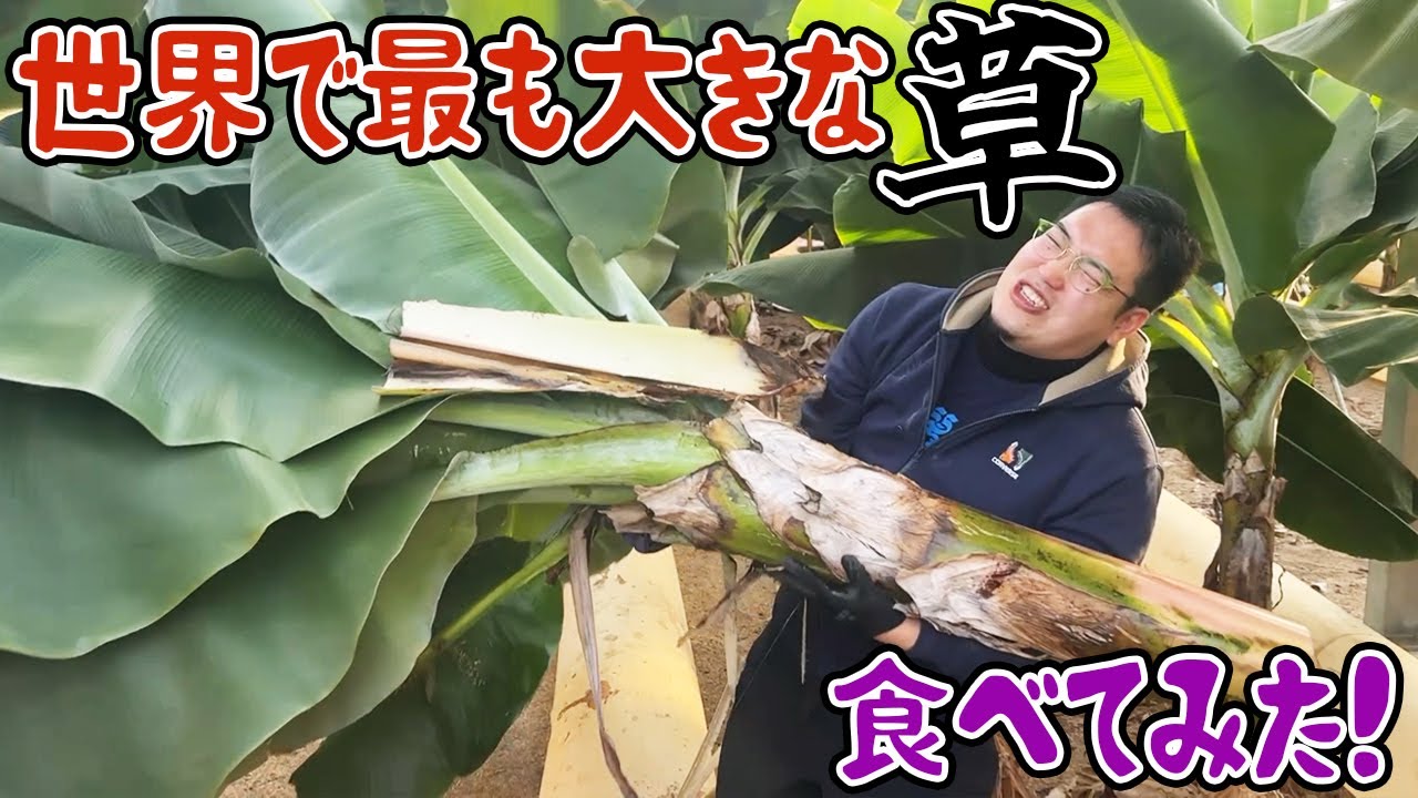 世界で最も大きな草、食べてみた