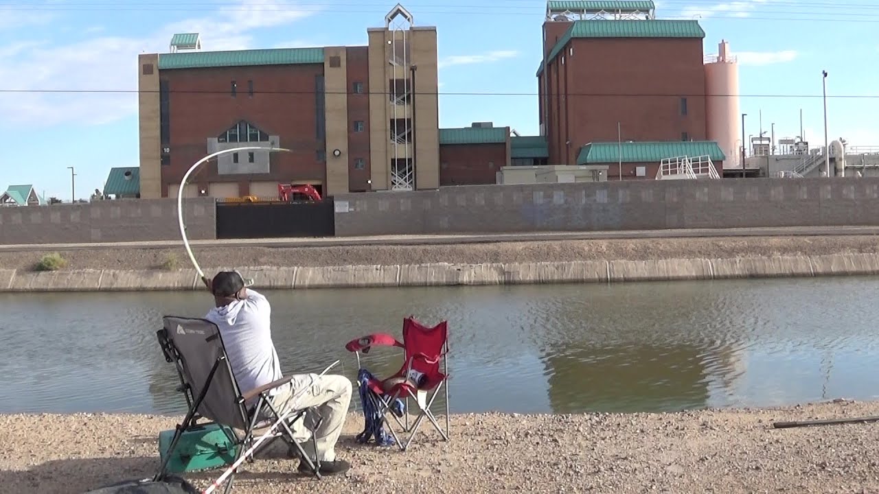 There are Big Carp in Arizona's Canals