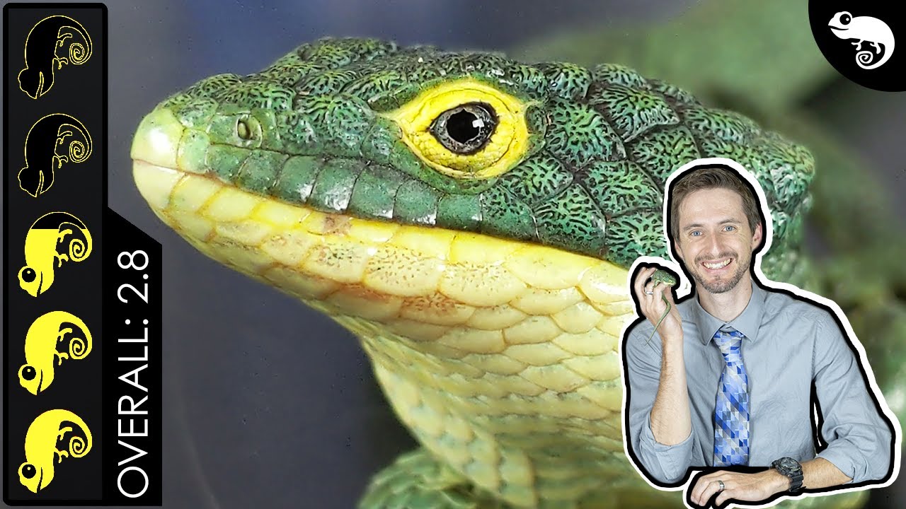 Abronia Arboreal Alligator Lizard, The Best Pet Lizard?