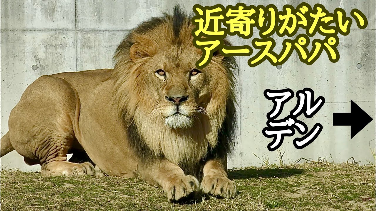 ライオン　アースパパの近寄りがたいオーラ【のんほいパーク】Lion Earth-kun Toyohashi Zoo 