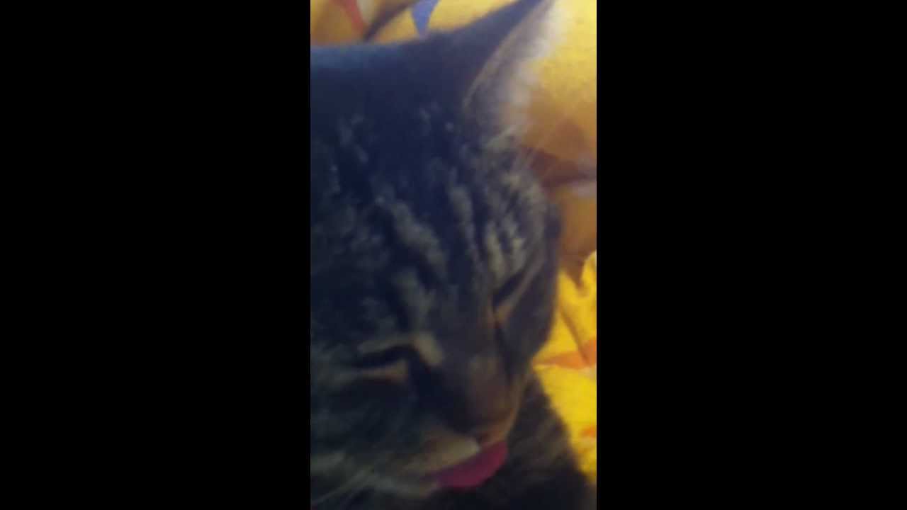 Romeo aka. Susi doing funny things with his tongue