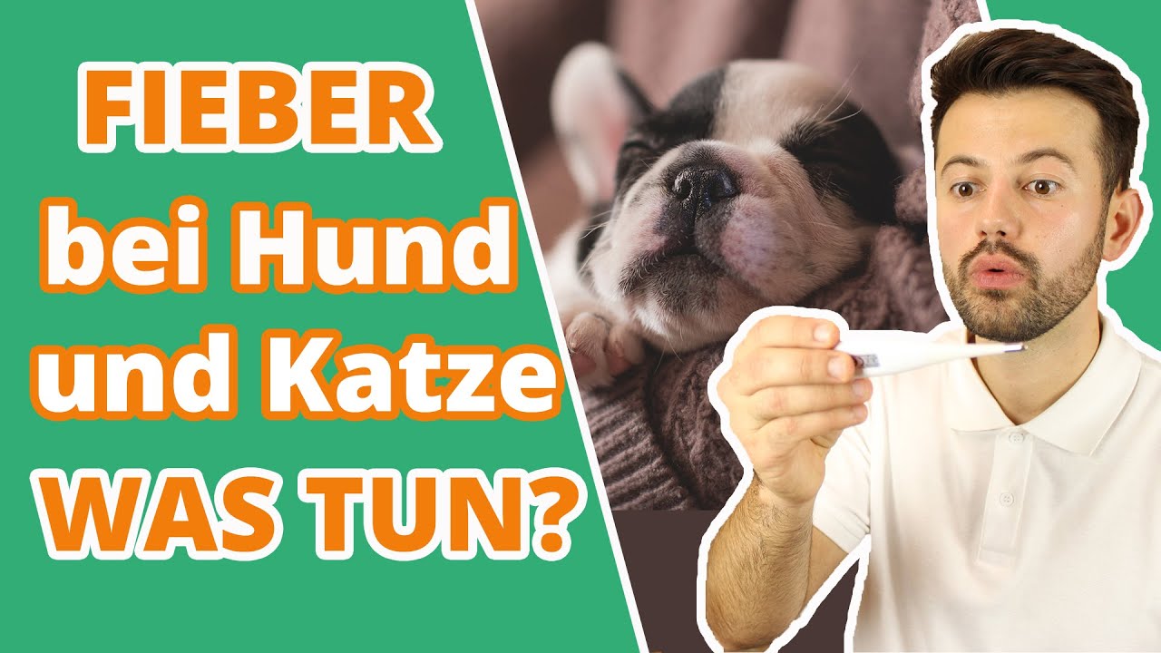Fieber bei Hund und Katze: So erkennst du Fieber und handelst richtig!!