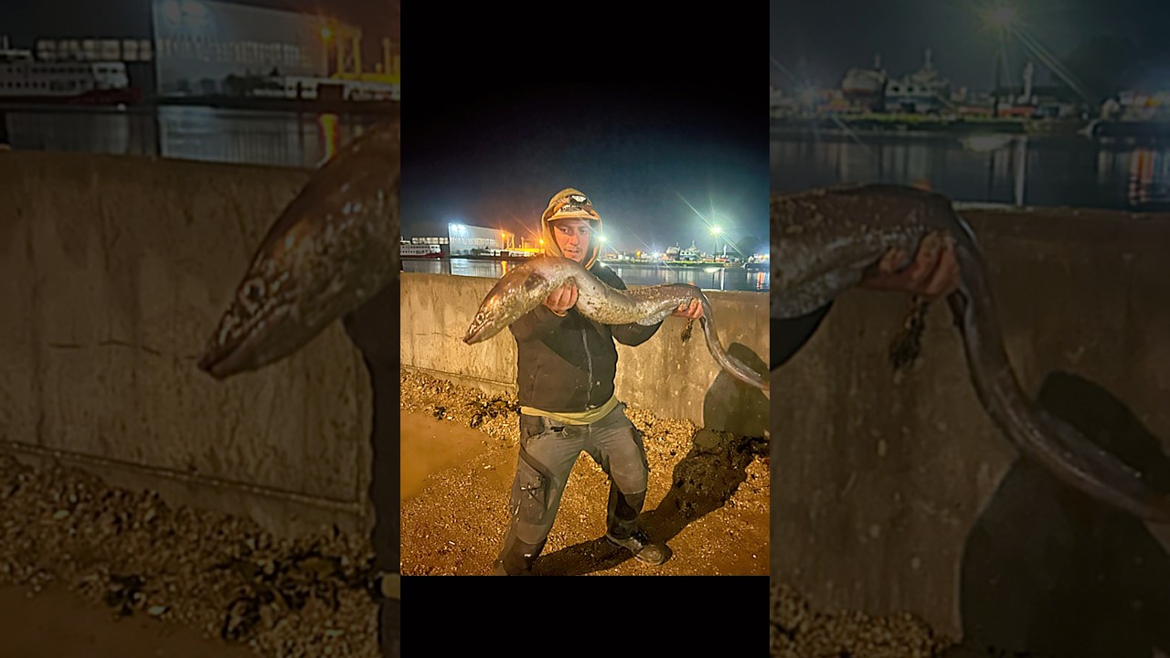 Pesca ao congro XXL Portugal 🇵🇹 bucha com sardinha e lula ! 