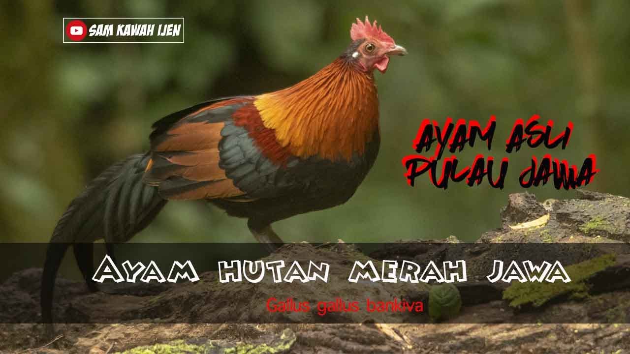 AYAM HUTAN MERAH ASLI JAWA | Gallus gallus bankiva (one of the subspecies of red junglefowl)