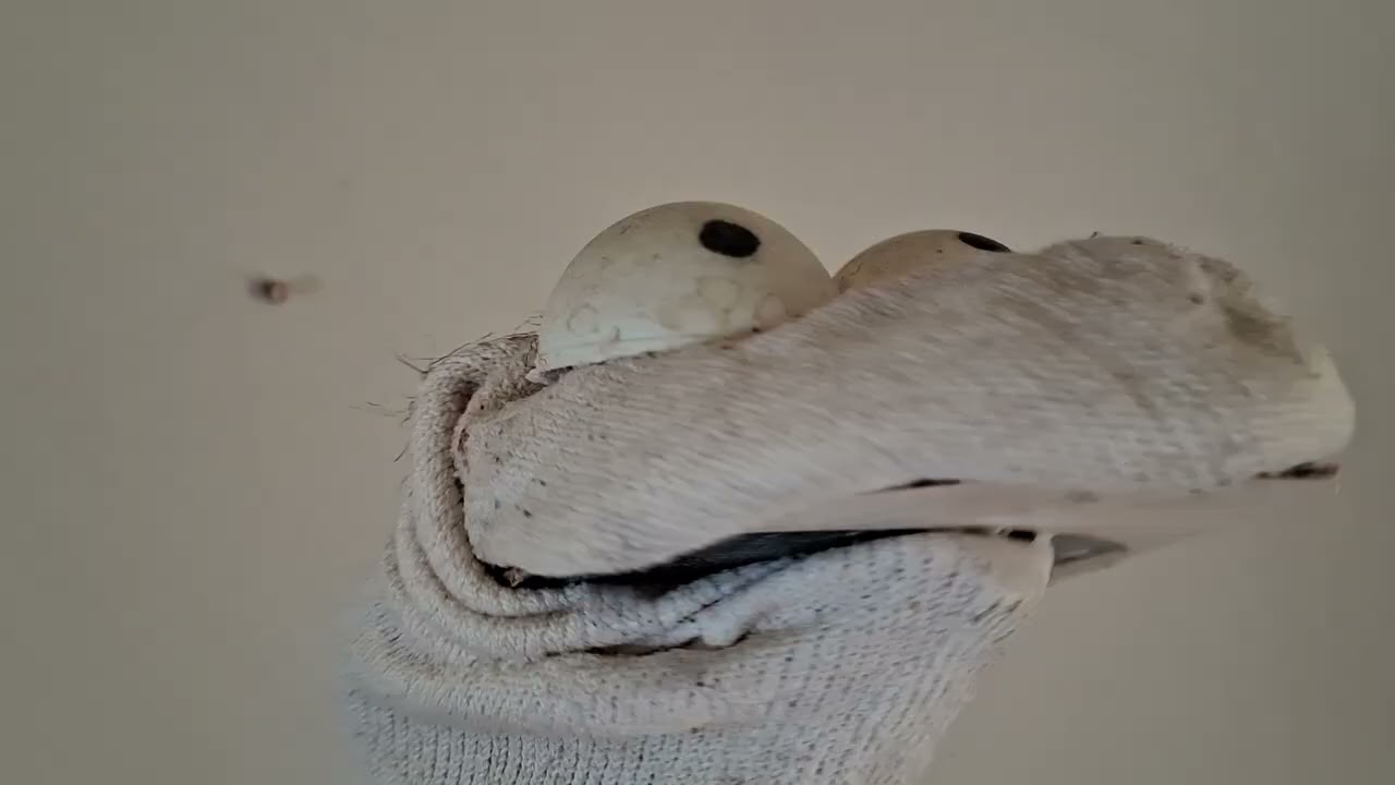 The Socko Show: Socko Funtime Adventures
