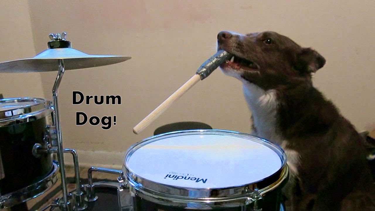 Dog Plays the Drums