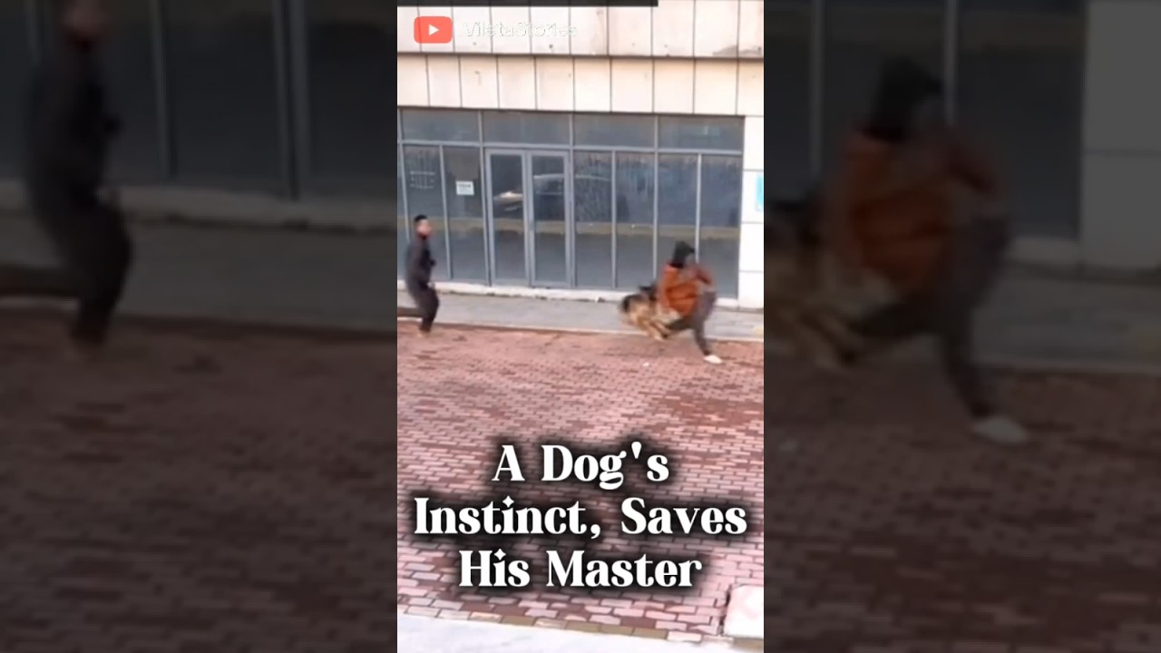 A Dog's Instinct, Saves His Master #dog #animals