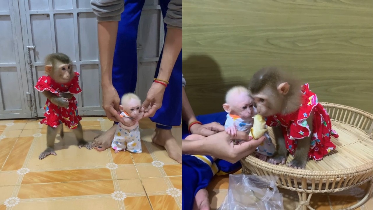 First Steps & Banana Snacks! 🍌🐒 Big Sister Watches the Newborn Stand