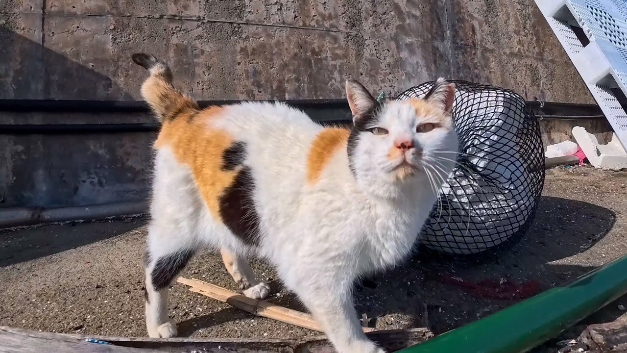 腰トントンが大好きな三毛猫ちゃん…帰ろうとするとまた呼び止められてなかなか帰れない