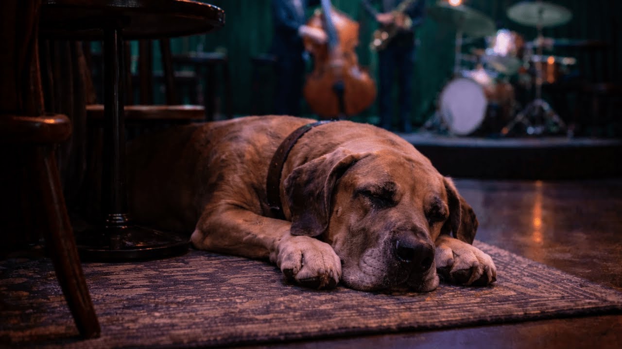 Dog TV | 8 Hours of Cozy Jazz Music for Dogs