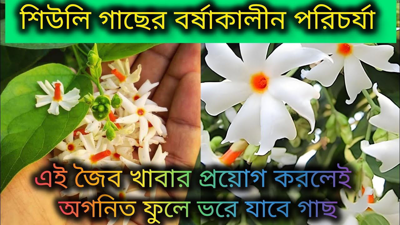 শিউলি গাছের বর্ষাকালীন পরিচর্যা/Shiuli flower plant care/Parijat plant care tips & fertilizer.