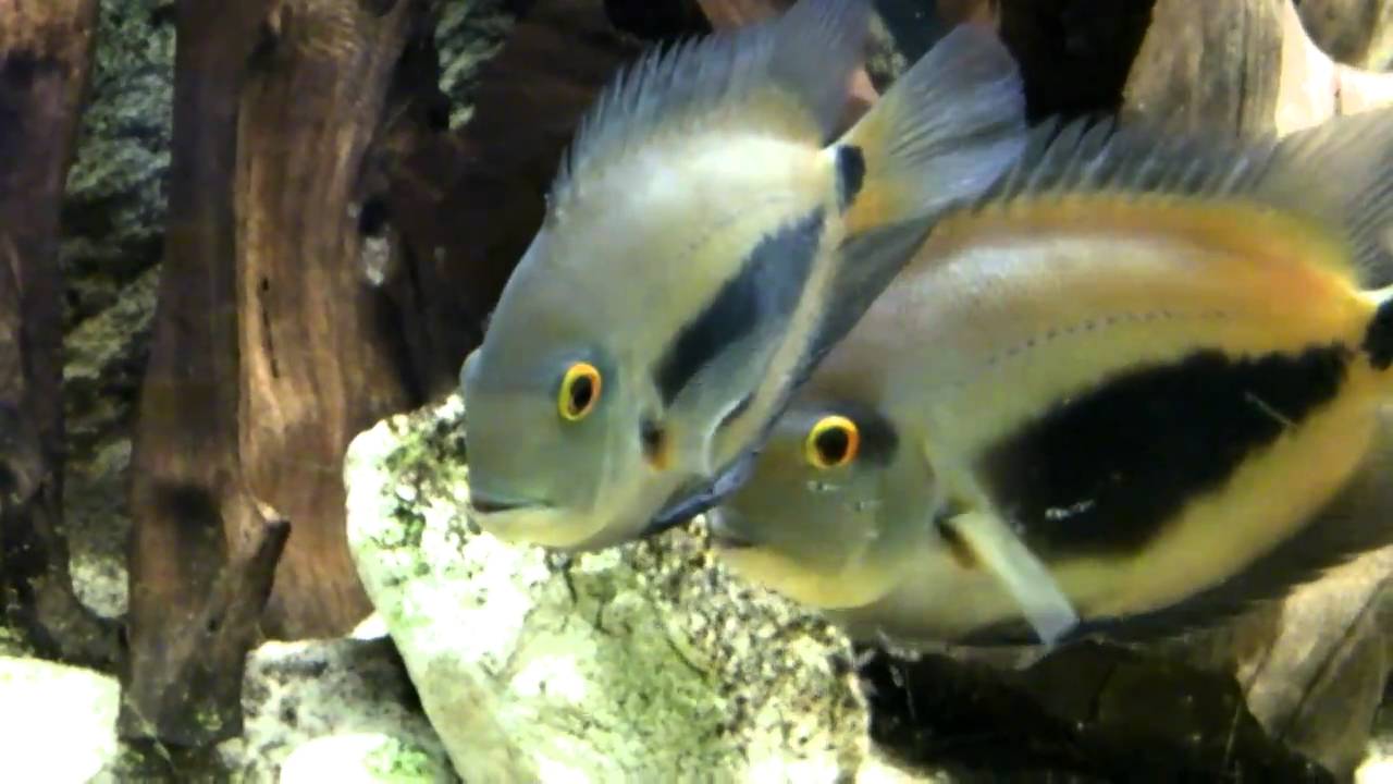 Uaru amphiacanthoides with fry part 3