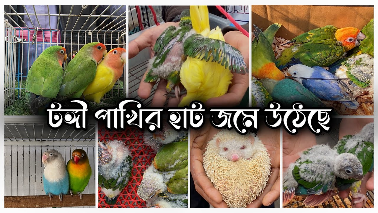 টঙ্গী পাখির হাট জমে উঠেছে নানা রঙের বিদেশি পাখিতে