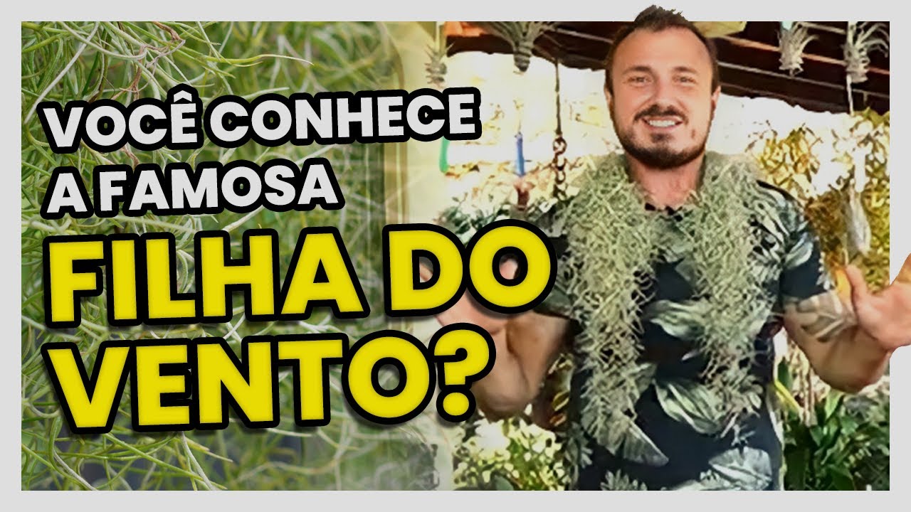 VOCÊ CONHECE AS FAMOSAS FILHAS DO VENTO?