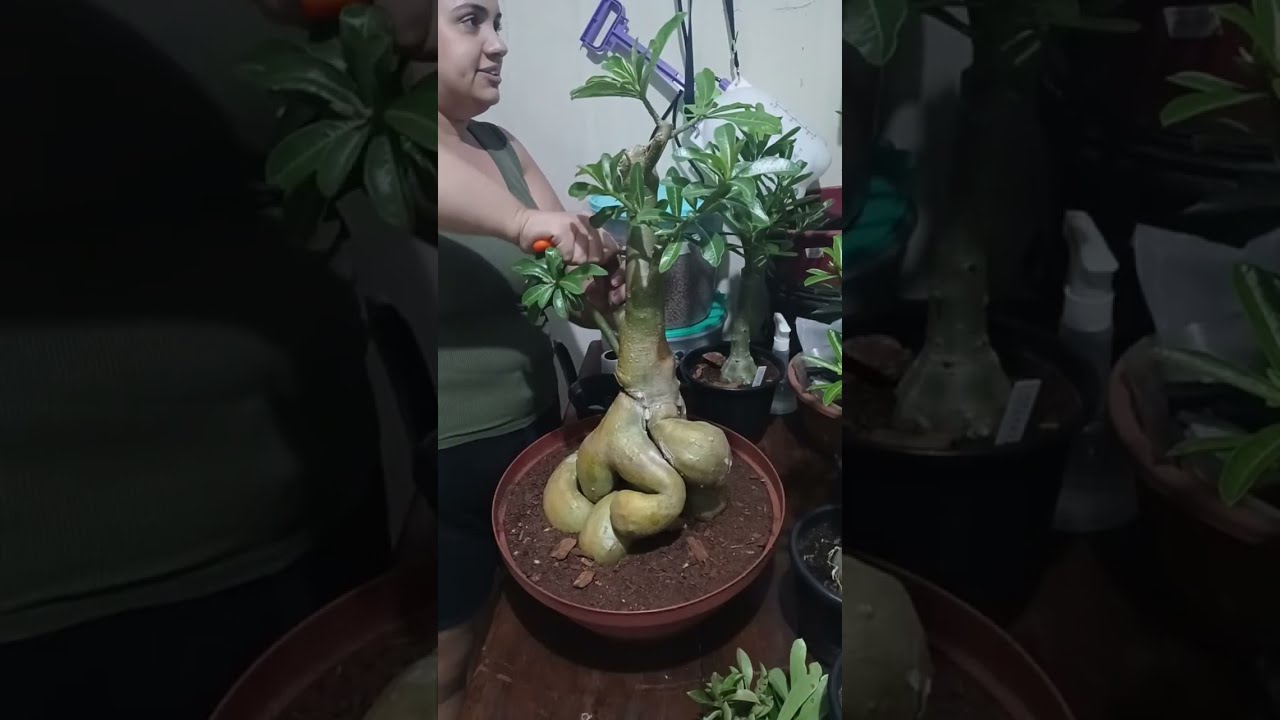 Live enxertos na Gigantona 