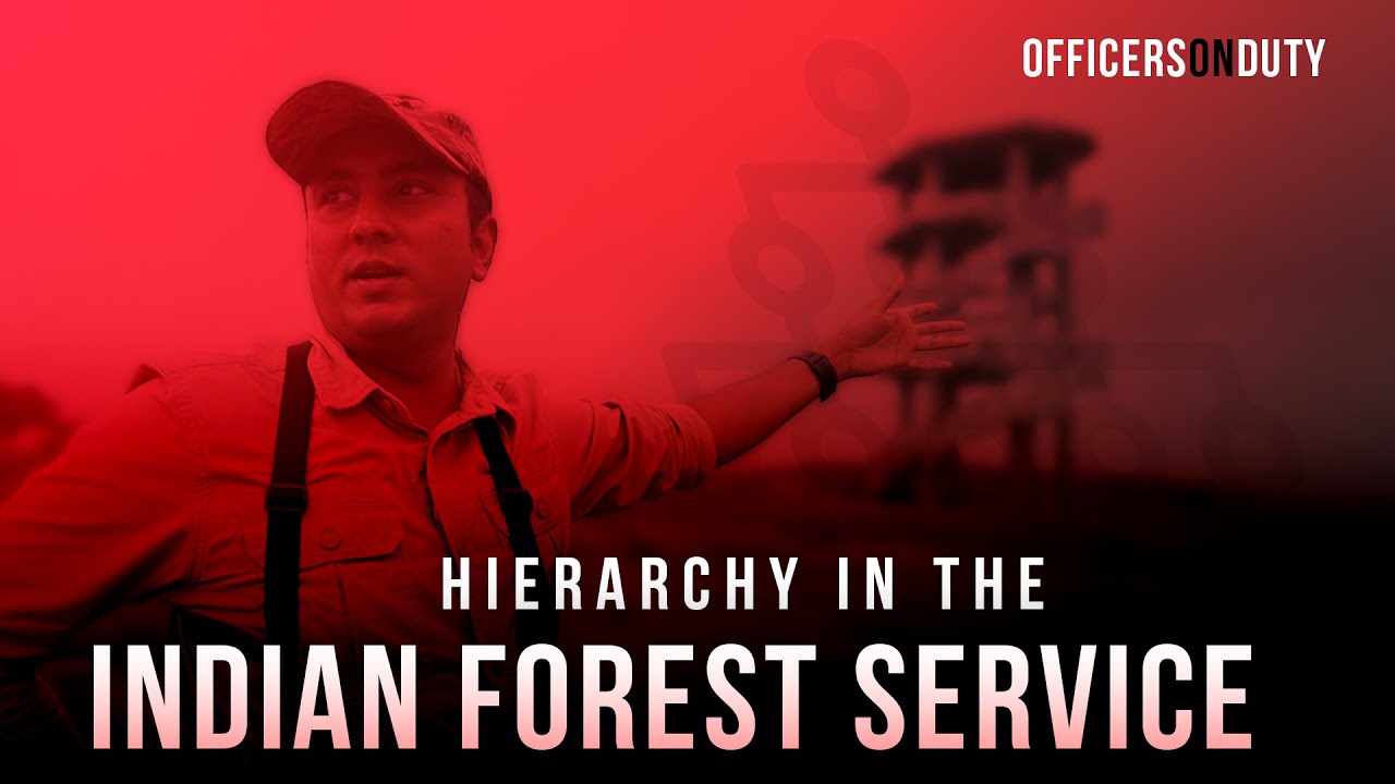 Hierarchy In The Indian Forest Service | IFS Pradyumn Gaurav | Informational Video