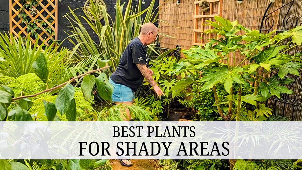 133. Shade Loving Plants I Use in my Tropical Borders