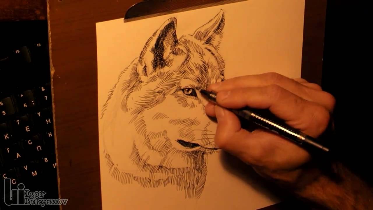 Drawing a Wolf