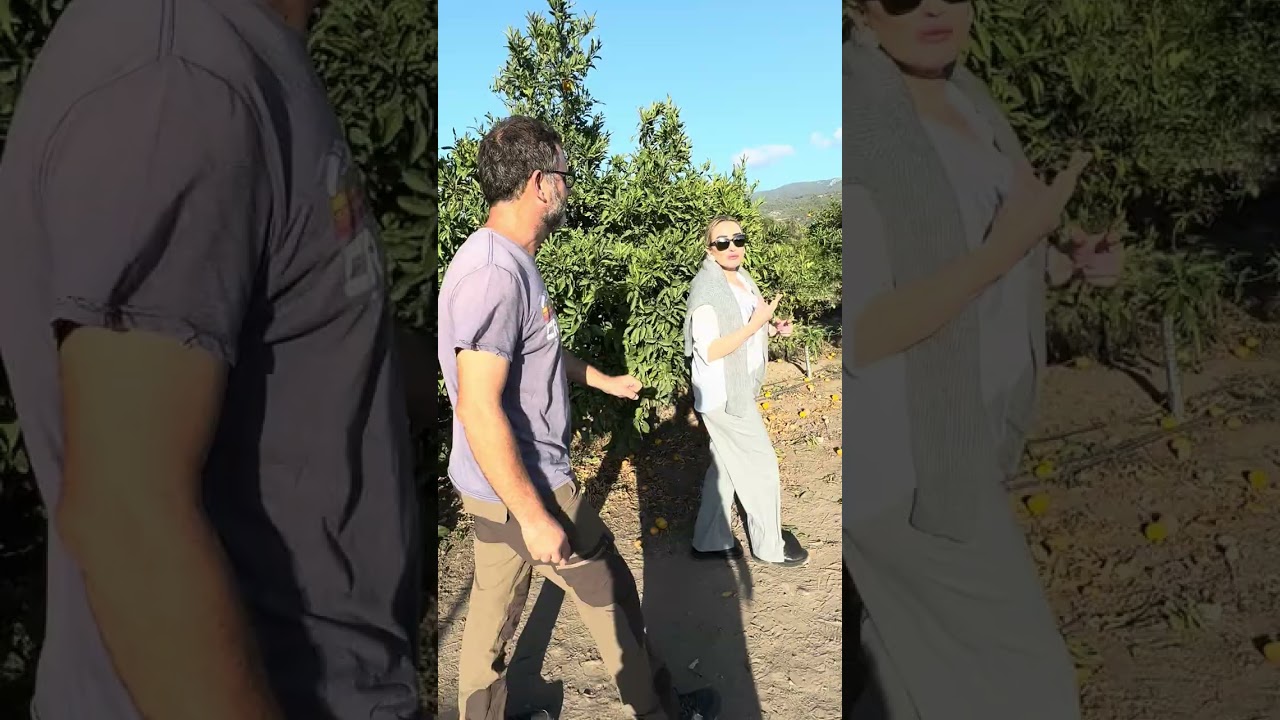 Nazlı'nın Avokado Çiftliği ...
