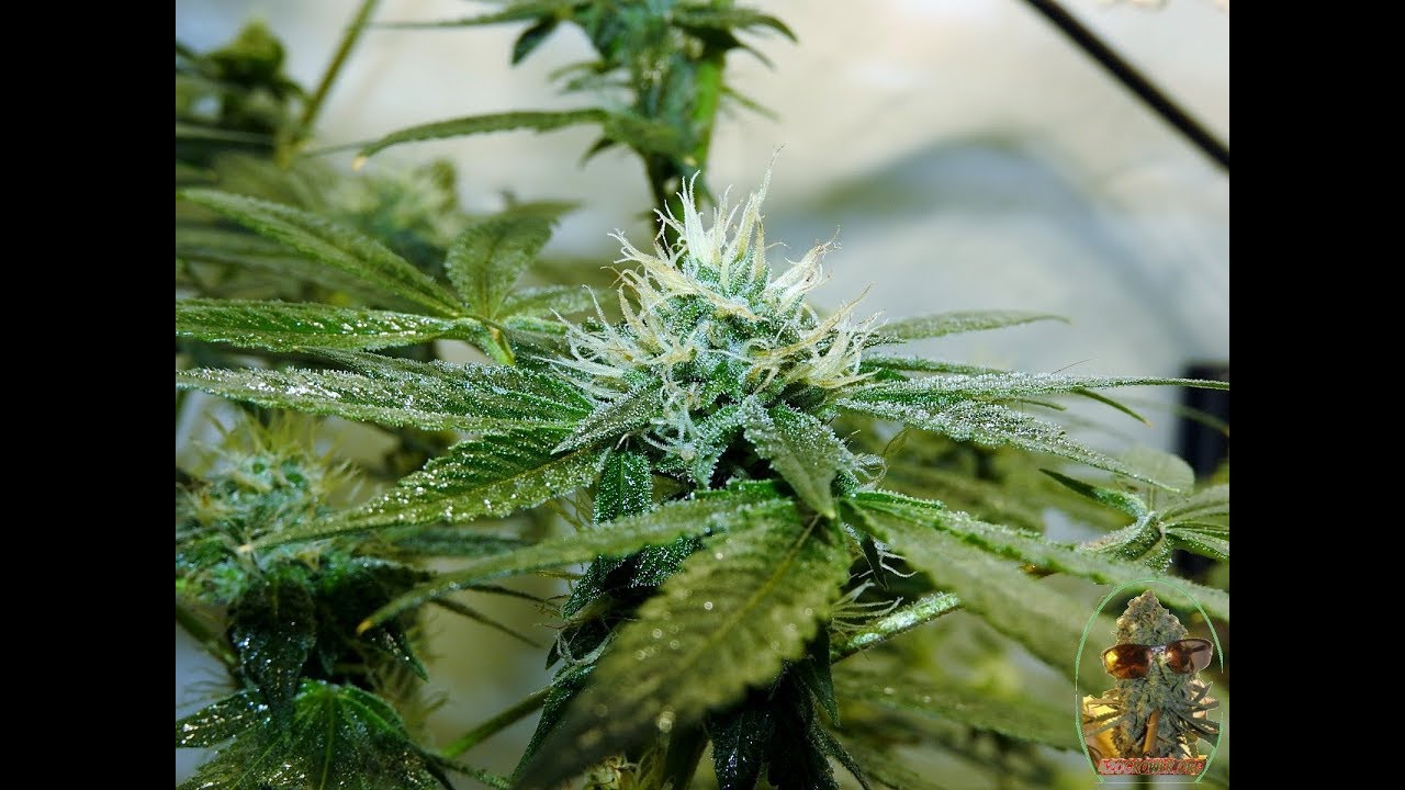 GREEN PLANET NUTRIENT TEST DEATH BUBBA & FRIENDS