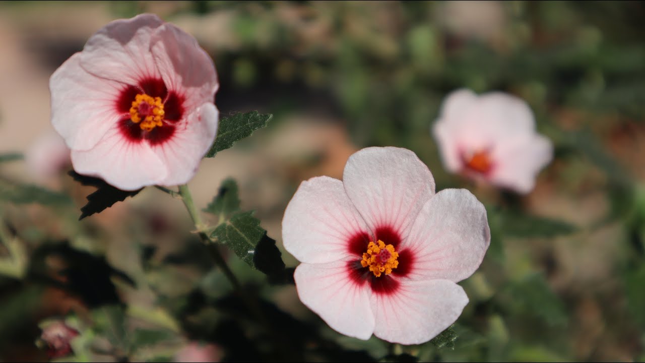 Pavonia hastata - Malva dura - Malva rosa - flora argentina - cuidados basicos