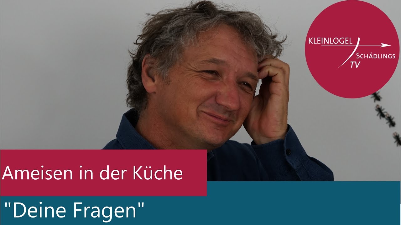 Ameisen in der Küche 