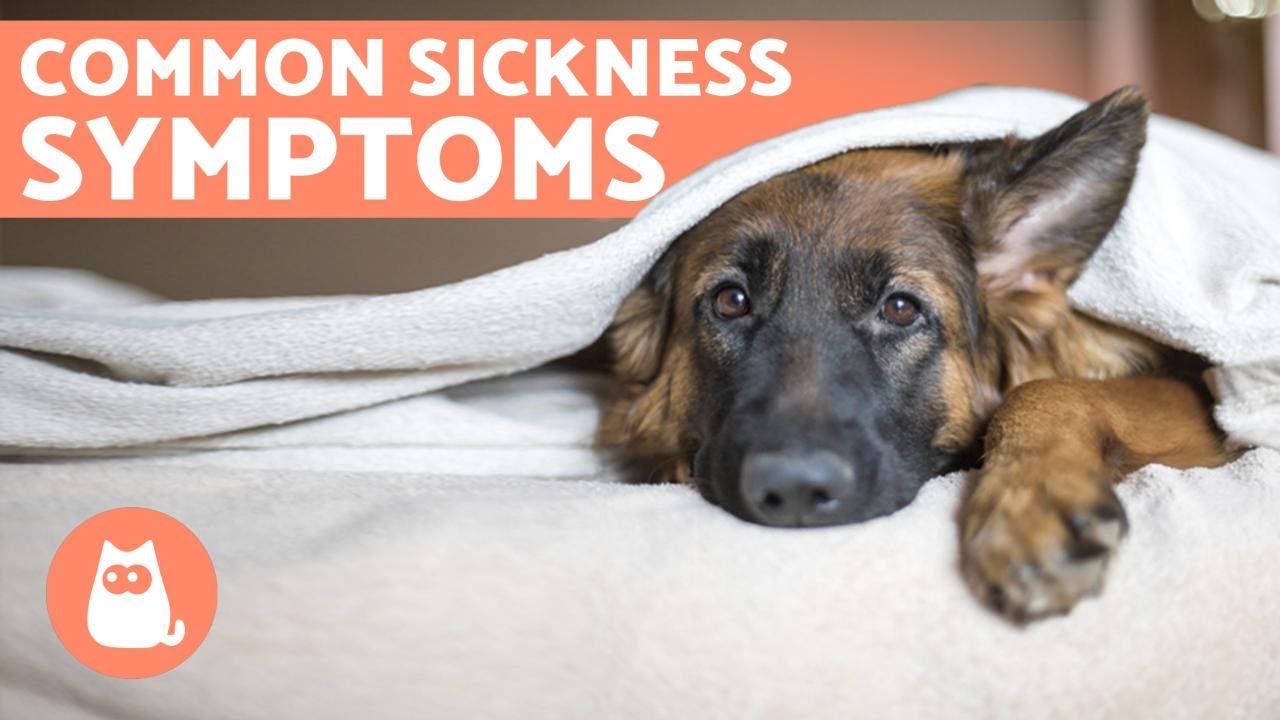6 Most Common WARNING SIGNS Your Dog is SICK 🐶