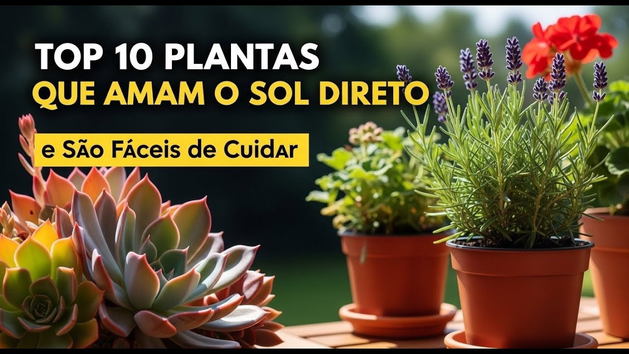 10 Plantas que AMAM sol forte (E NUNCA morrem de calor!)