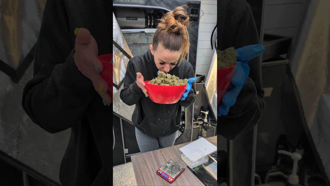 Blue Dream Auto Окончательный сухой и балансировочный вес ⚖️🌳