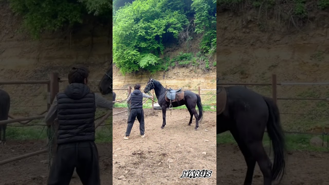Обучение карачаевского жеребца 🔥🔥🔥город Карачаевск.