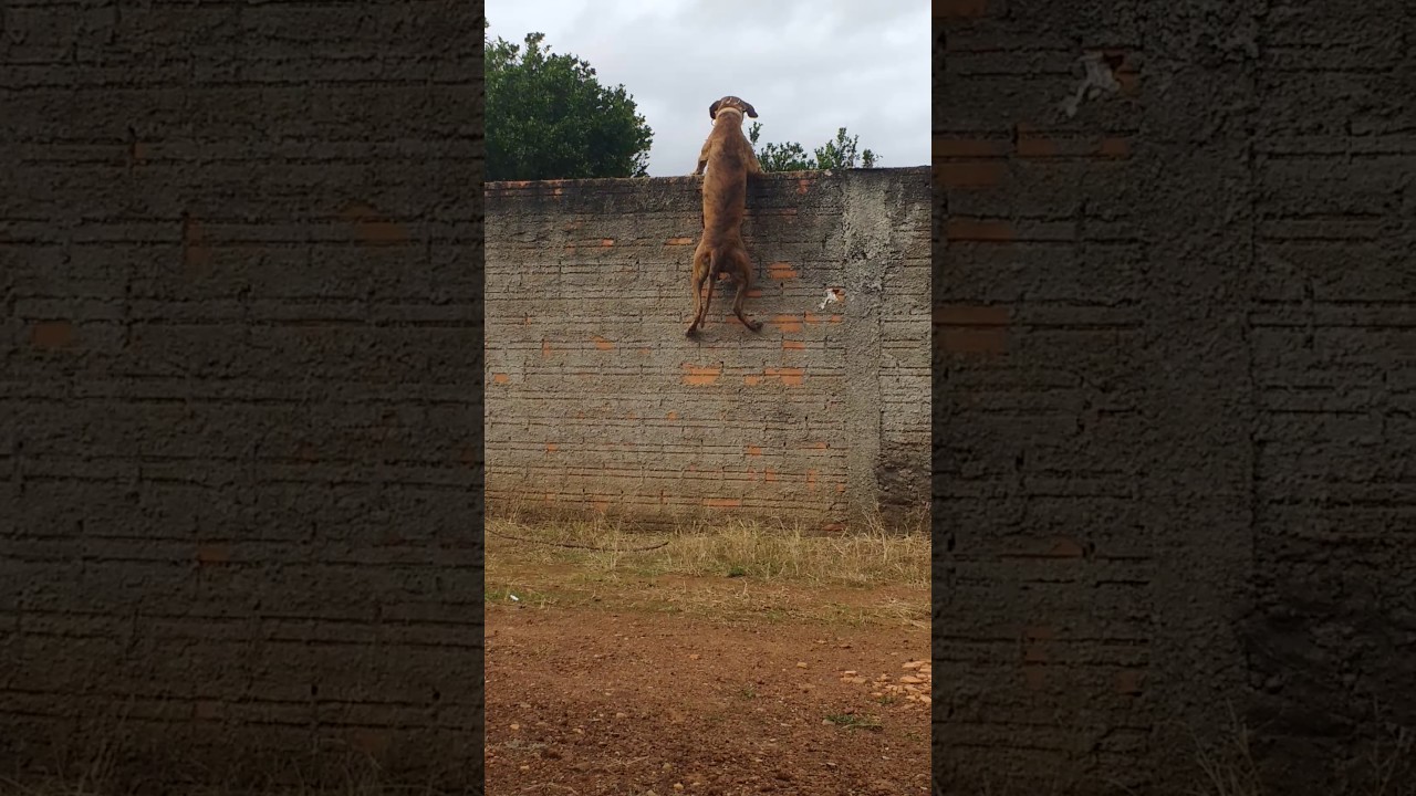 Cachorro pulando muro Call to Action