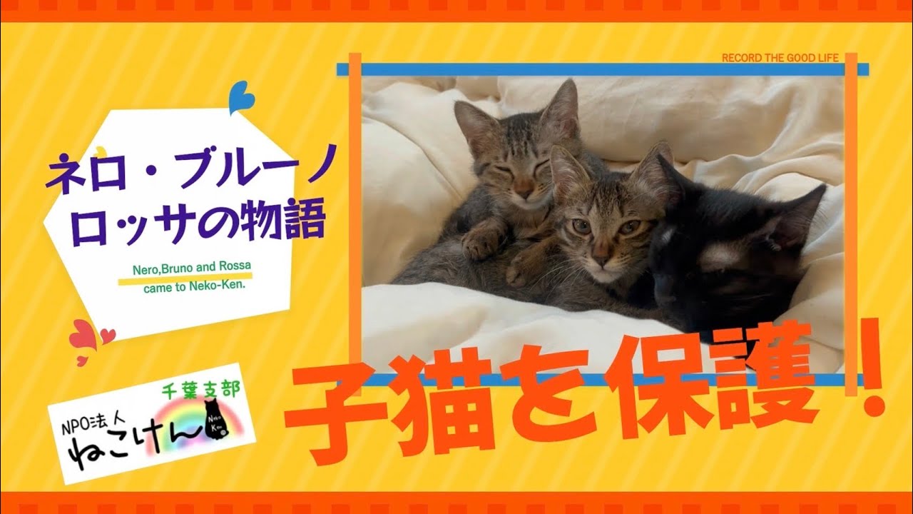 【子猫を保護】ネロ、ブルーノ、ロッサの物語