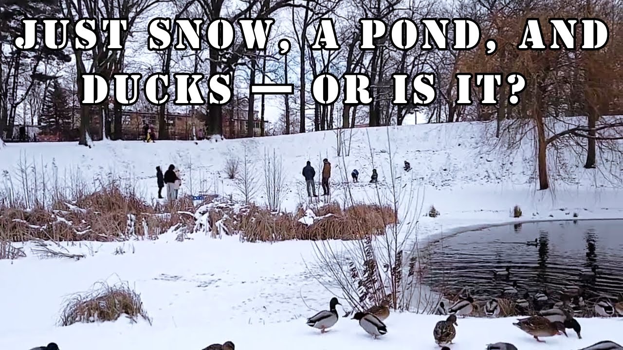 A park in the snow: children, sleds, and an incredible gathering of ducks
