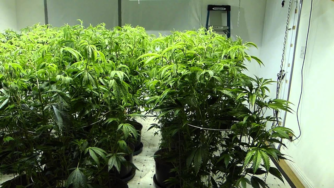 SFVOG 4K Nursery at Site B Update!