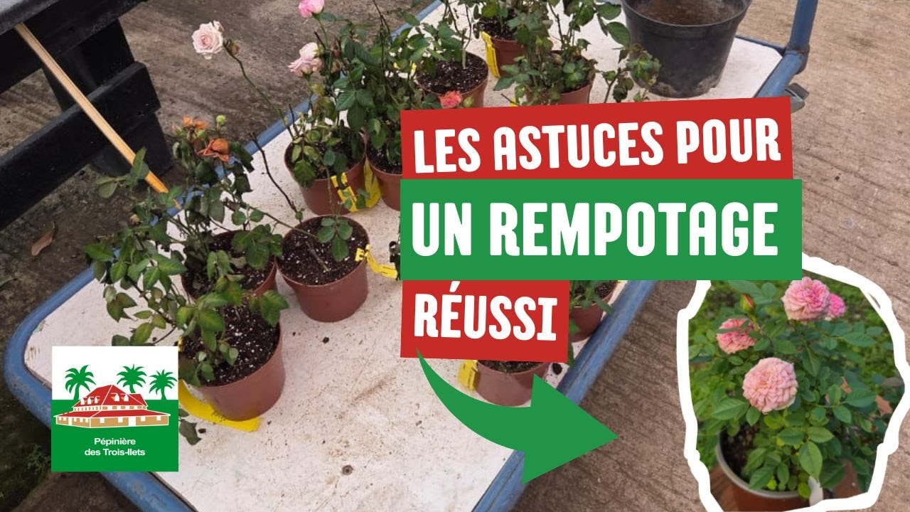 Conseils pour un rempotage réussi (rosiers nains)