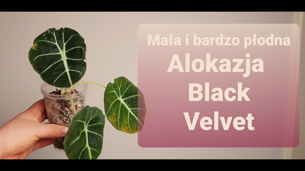 Alokazja Black Velvet-przenoszę do hydro/Nie daj się oszukać!!! #alokazjablackvelvet