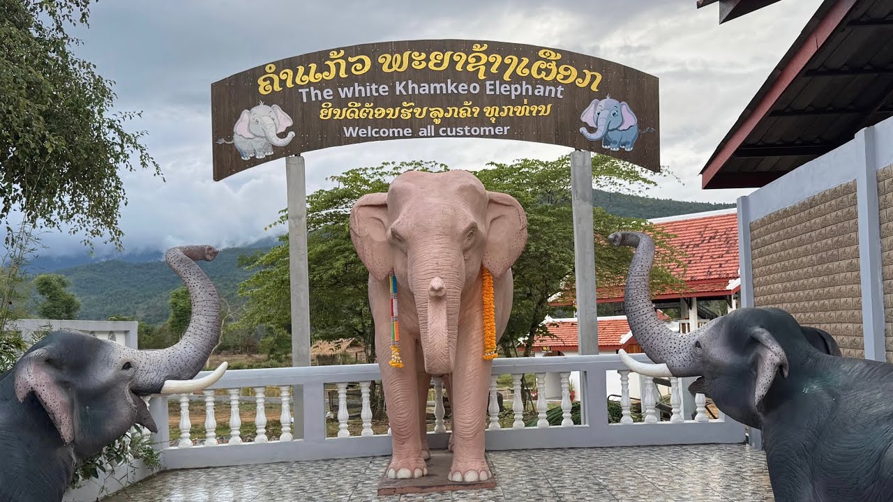Feeding elephants in Laos