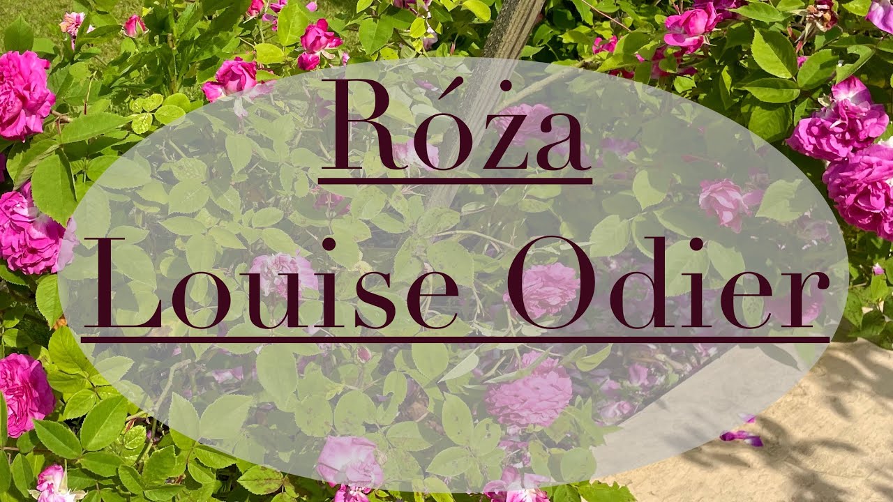 R&oacute;ża LOUISE ODIER - na perfumy