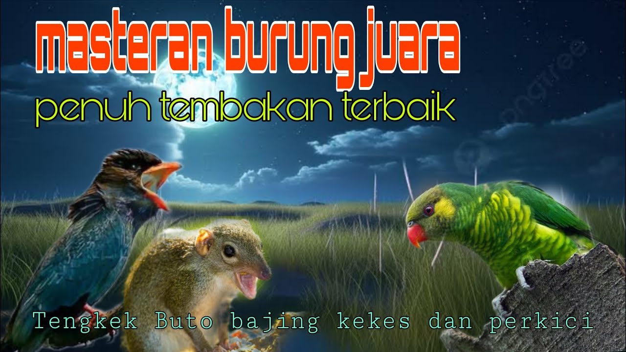 Masteran burung juara Tengkek Buto bajing kekes dan perkici 🔥
