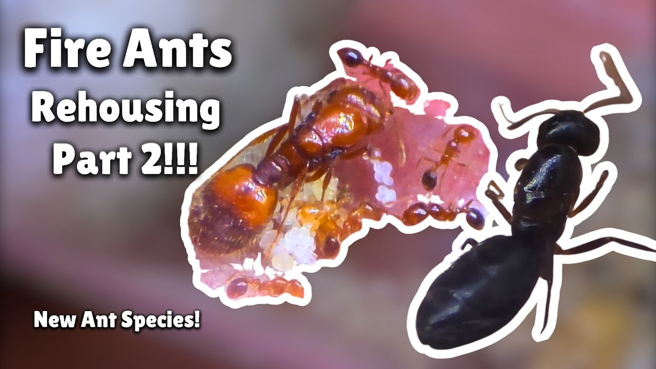 FIRE ANTS Rehousing Part 2! 🔥Plus! New Ant Species! Lets Go!