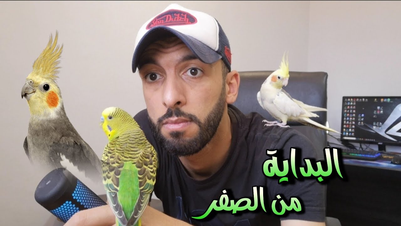 البداية من الصفر 😱 إنتاج طيور الكوكتيل في الأقفاص 😌 للمبتدئين 🔥