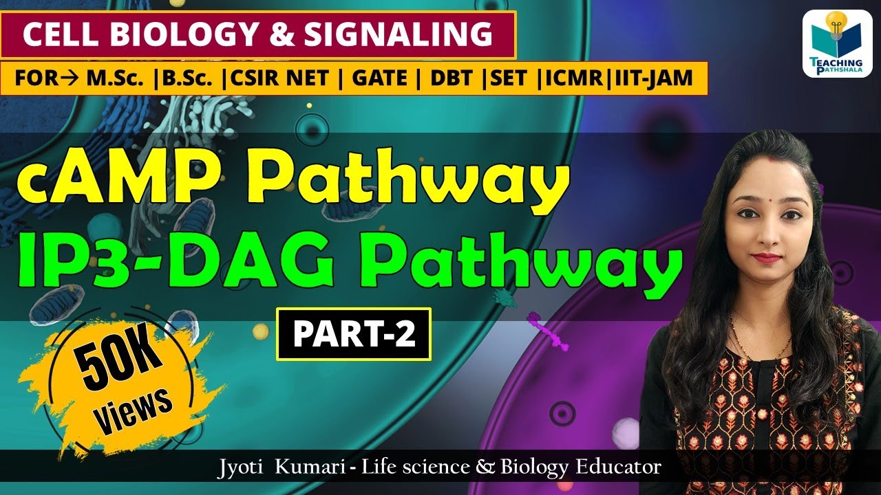 cAMP PATHWAY || IP3-DAG PATHWAY| GPCR (PART-2) | CSIR NET |CELL SIGNALING