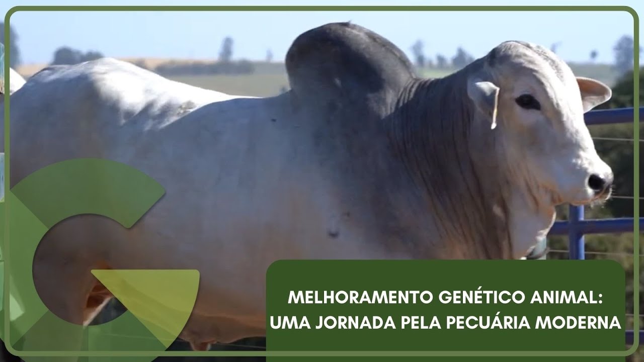 MELHORAMENTO GENÉTICO ANIMAL: UMA JORNADA PELA PECUÁRIA MODERNA