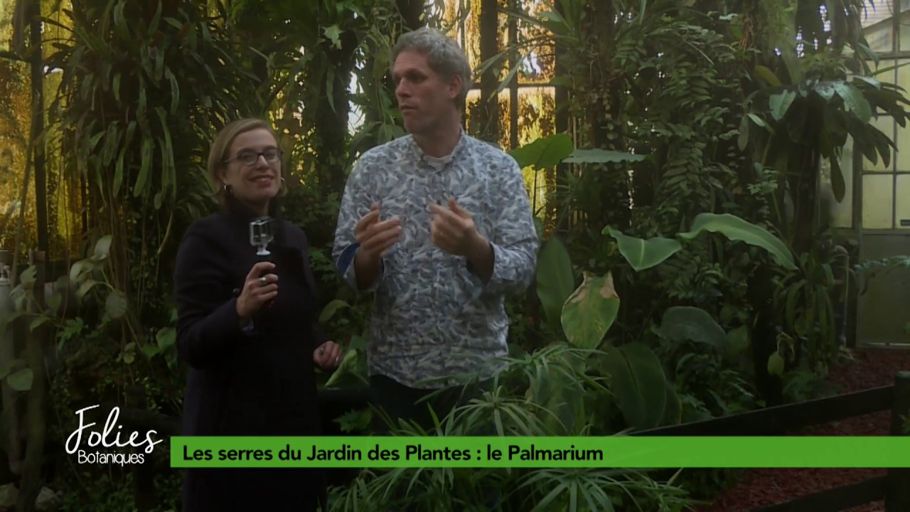 Folies Botaniques dans les Serres #5 : le Palmarium