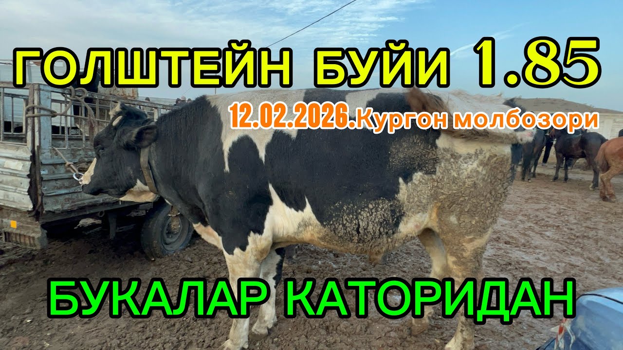 БУХОРО РОМИТАН КУРГОН МОЛБОЗОРИ БУКАЛАР КАТОРИДАН 12.02.2026.