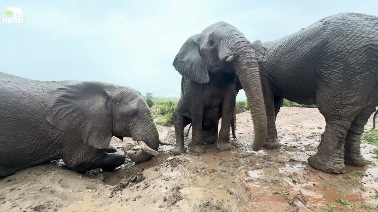 Cooling Off in the Rain with Fishan, Pisa and Timisa 🐘🌧️