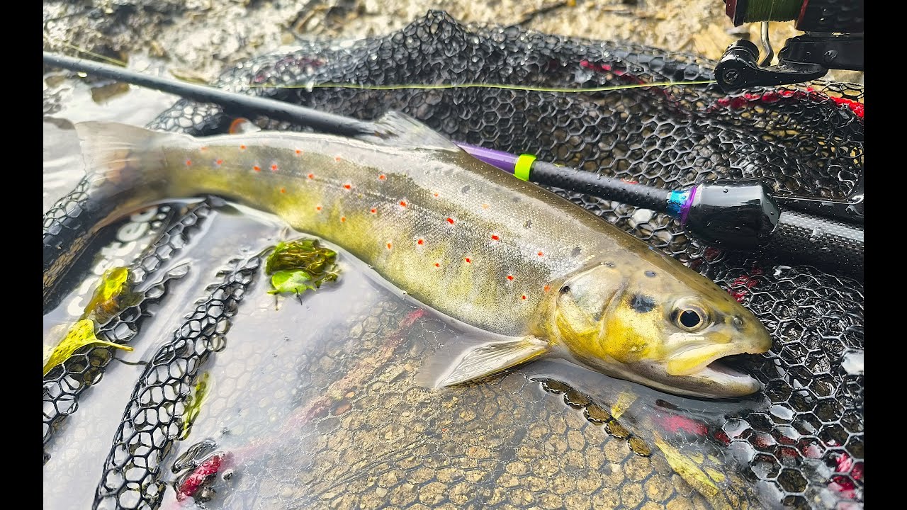 Exploring Hidden Waters in Search of Wild Brown Trout
