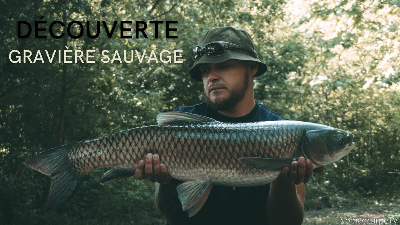 A la découverte d'une gravière sauvage ( Pêche de la carpe 4K )