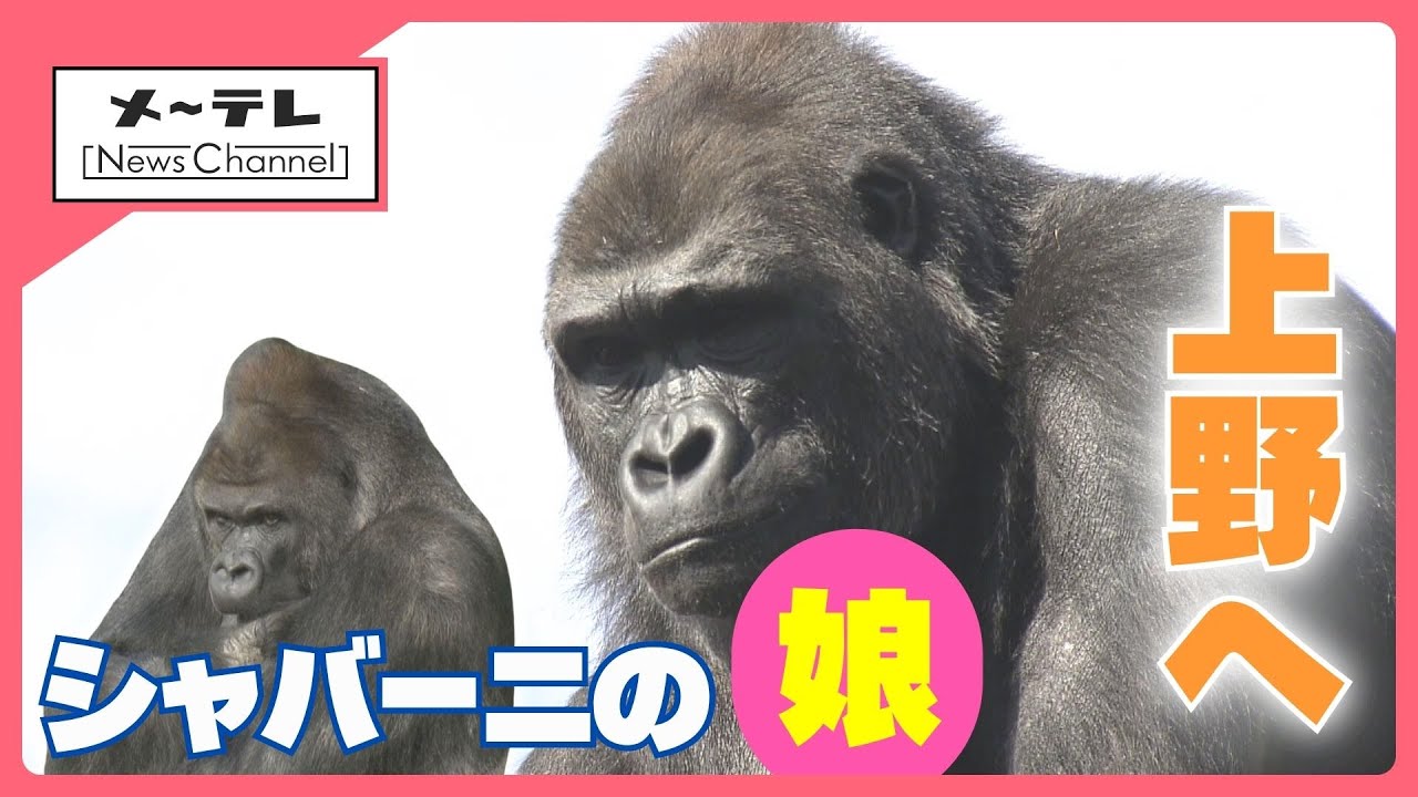 イケメンゴリラ「シャバーニ」の愛娘が上野動物園へ　東山動植物園生まれの「アニー」、赤ちゃんに期待 (25/11/03 17:43)
