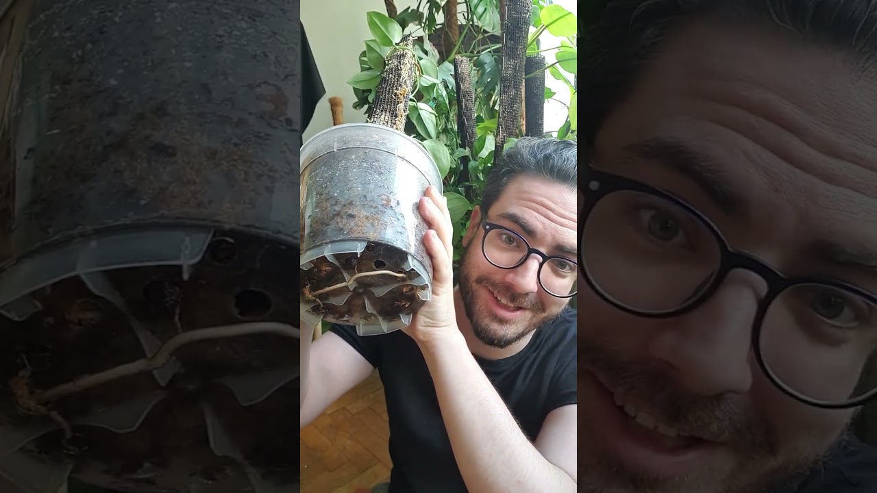 Scindapsus Treubii sphangum moha &eacute;s k&oacute;kuszchips talajban | Let's Leaf